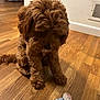 Benson joined the competition — help win amazing prizes! dog, birthday, treat, bone_shaped, wooden_floor, indoor, pet, brown, curly_fur, celebration, food, icing, sprinkles, cute, animal, looking_down, floor, cozy, home, toy