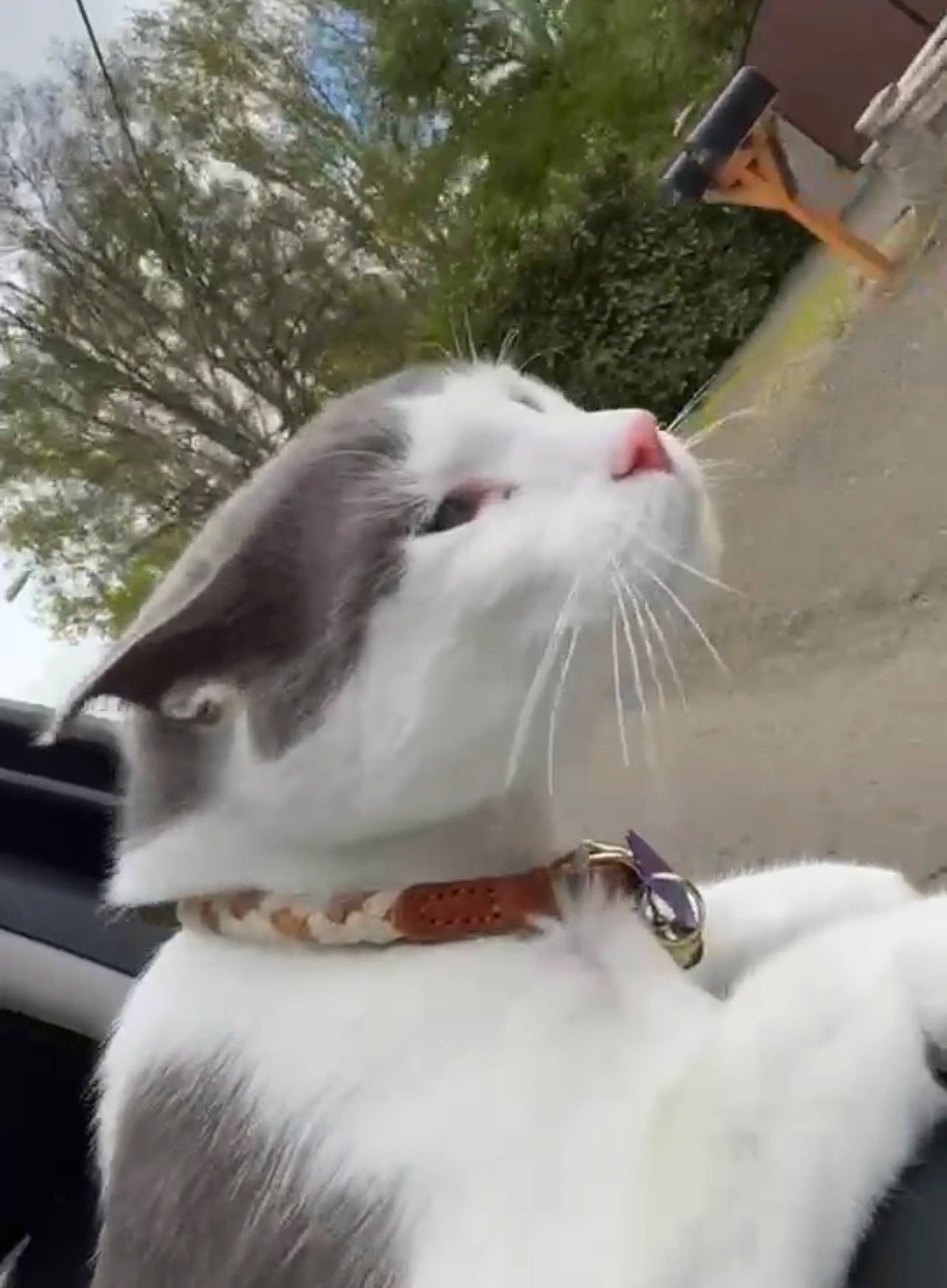 Gojo is registered to the contest to win money with this photo: art, carnivore, cat, claw, collar, domestic_short_haired_cat, eye, fang, fawn, felidae, formal_wear, fur, grass, paw, plant, small_to_medium_sized_cats, snout, tail, tree, whiskers