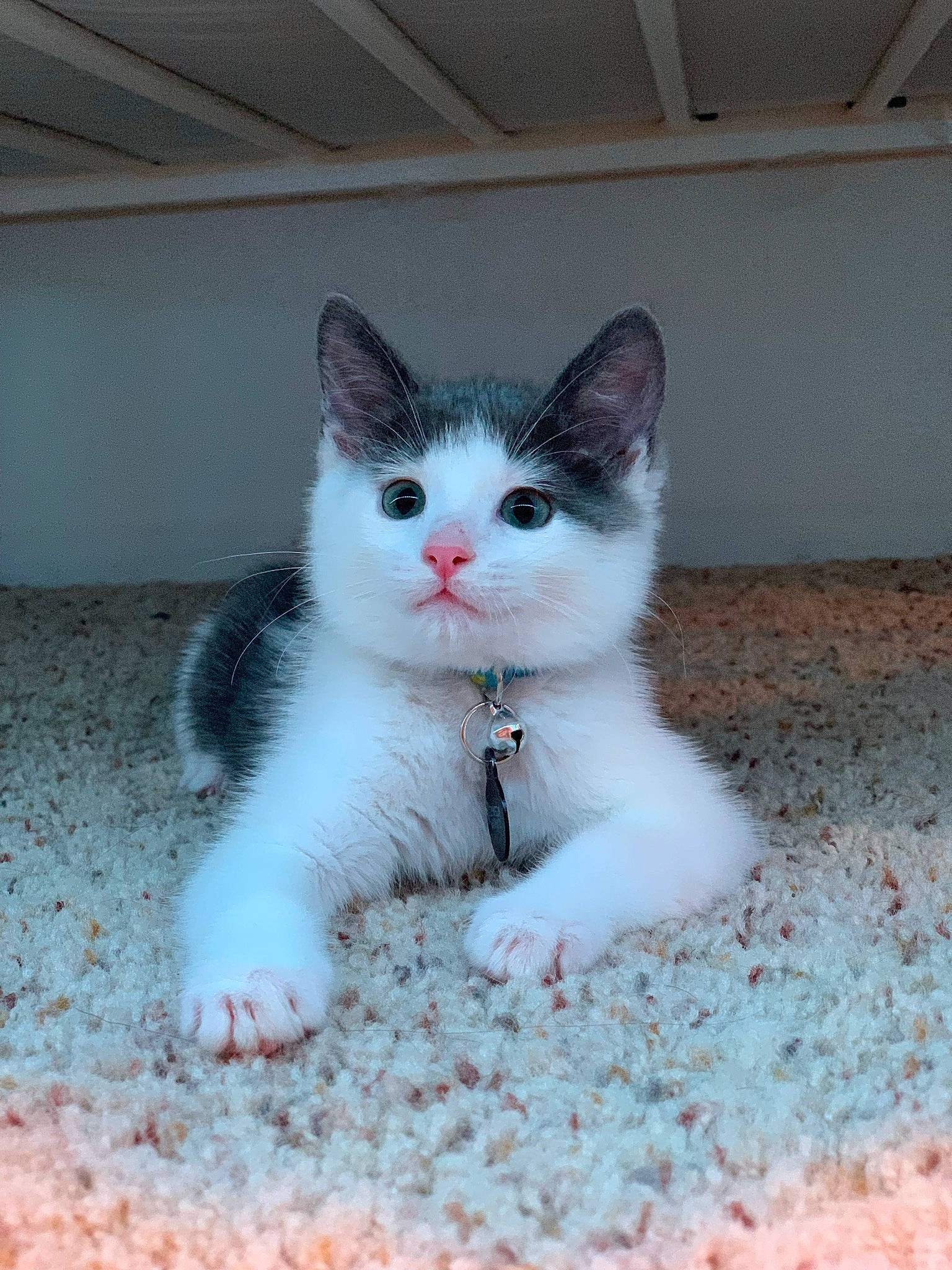 Gojo joined the competition — help win amazing prizes! box, carnivore, cat, comfort, domestic_short_haired_cat, eye, felidae, flooring, foot, fur, iris, paw, sitting, small_to_medium_sized_cats, snout, tail, terrestrial_animal, whiskers