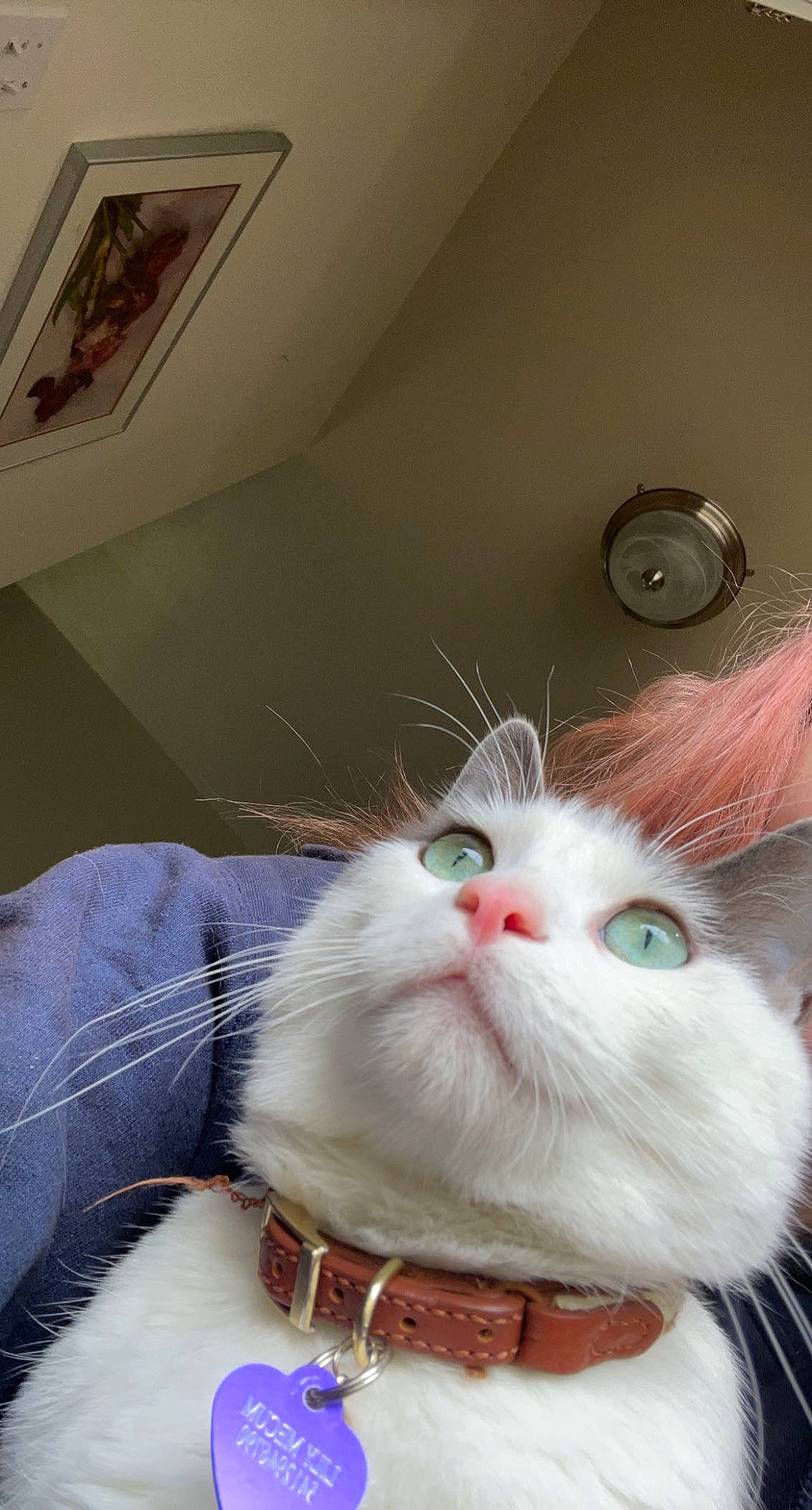 Gojo is registered to the contest to win money with this photo: cabinetry, carnivore, cat, claw, collar, domestic_short_haired_cat, drawer, felidae, fur, paw, picture_frame, small_to_medium_sized_cats, snout, tail, whiskers