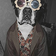 Yoda a rejoint le concours — aidez-le/la à gagner de superbes lots ! animal, black_and_white, blazer, canine, close_up, costume, dog, dressed_up, fashion, fashionable, floral_shirt, flower_sunglasses, funny, indoor, pet, photography, portrait, seated, serious_expression, sunglasses