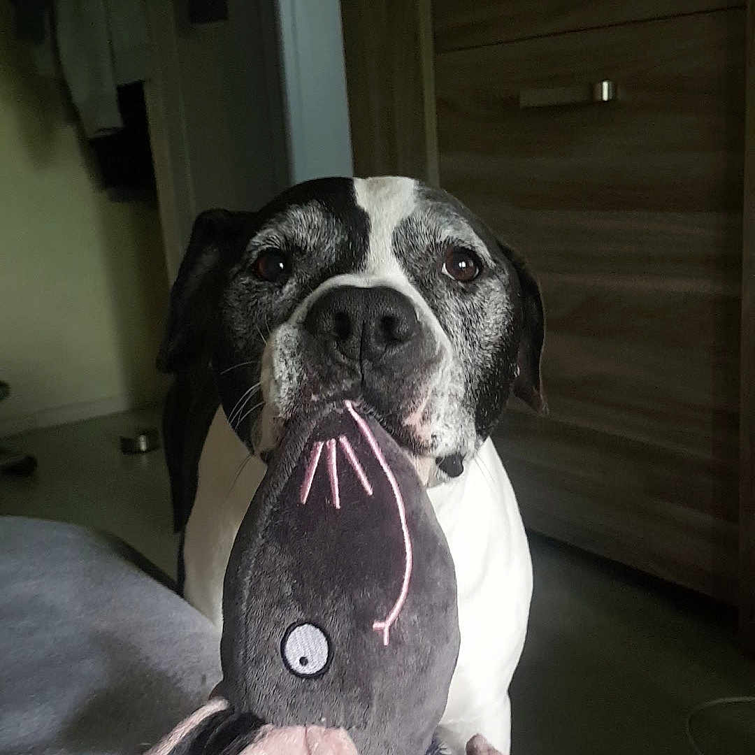 Yoda participe au concours pour gagner de l'argent avec cette photo : animal, black_and_white, cabinet, close_up, cute, dog, ears, face, floor, fur, furniture, home, indoor, looking_at_camera, pet, plush_toy, rat_toy, snout, soft_lighting, toy