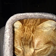 Chachat participe au concours pour gagner de l'argent avec cette photo : cat, ginger_cat, sleeping, close_up, fur, whiskers, ears, blanket, cozy, soft_texture, pet, animal, indoor, resting, cute, peaceful, feline, warm, comfort, nap