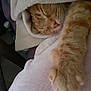 Lechat a rejoint le concours — aidez-le/la à gagner de superbes lots ! cat, ginger_cat, sleeping, paw, blanket, cozy, fur, pet, resting, indoor, cute, soft, closeup, animal, mammal, nap, warm, comfort, relaxation, feline