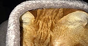 Lechat a rejoint le concours — aidez-le/la à gagner de superbes lots ! animal, blanket, cat, close_up, comfort, cozy, cute, domestic_cat, ears, fur, furry, indoors, mammal, orange_cat, pet, resting, sleep, sleeping, soft, whiskers