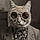 Lechat