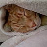 Lechat participe au concours pour gagner de l'argent avec cette photo : animal, blanket, cat, closeup, comfort, cozy, cute, face, fluffy, fur, indoor, orange_tabby, peaceful, pet, relaxation, resting, sleeping, snuggled, soft_texture, warm