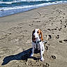 Bobby a rejoint le concours — aidez-le/la à gagner de superbes lots ! animal, beach, beagle, cute, daytime, dog, footprints, harness, ocean, outdoor, paws, pet, puppy, sand, shadow, sitting, sky, sunny, water, waves