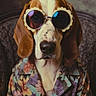 Bobby a rejoint le concours — aidez-le/la à gagner de superbes lots ! animal, basset_hound, brown_and_white, close_up, colorful, costume, dog, eyeglasses, fashion, floral_jacket, funny, hound, indoors, long_ears, nose, pet, portrait, seated, stylish, sunglasses