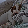 Bobby participe au concours pour gagner de l'argent avec cette photo : bed, blanket, brown_fur, close_up, cozy, dog, domestic_animal, floppy_ears, home, indoor, nap, patterned_bedding, peaceful, pet, pillow, puppy, resting, sleeping, snout, white_fur