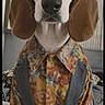 Bobby a rejoint le concours — aidez-le/la à gagner de superbes lots ! animal, basset_hound, brown_and_white, costume, dog, dressed_up, droopy_ears, fashion, floral_shirt, funny, glasses, humor, indoors, long_ears, nose, pet, portrait, sitting, sunglasses, suspenders