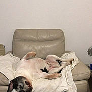 B.b a rejoint le concours — aidez-le/la à gagner de superbes lots ! dog, couch, blanket, indoor, relaxed, lying_down, pet, fur, paw, ear, snout, ottoman, leather, home, comfort, resting, sleepy, canine, animal, fur_pattern