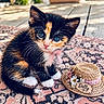 kitten, cat, calico, blue_eyes, pink_ribbon, straw_hat, flowers, rug, outdoor, portrait, sitting, fur, whiskers, paws, black_fur, orange_fur, white_fur, pet, cute, photography