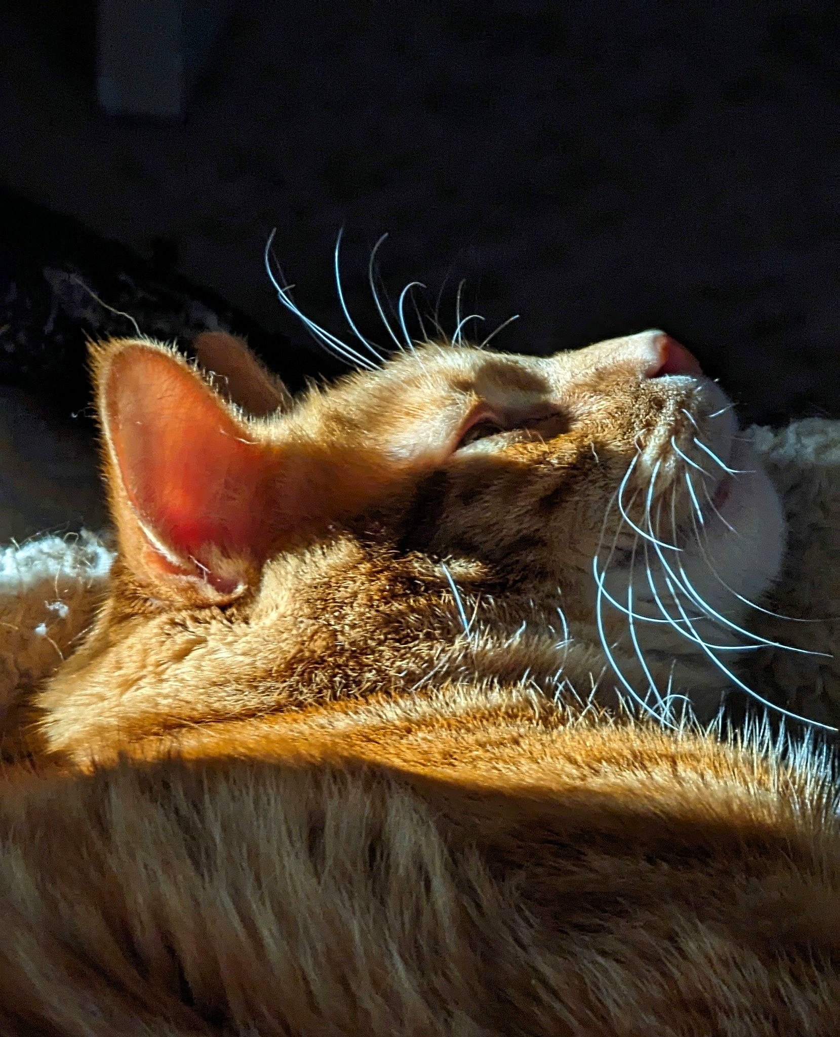 Gucci is registered to the contest to win money with this photo: claw, close_up, fawn, felidae, foot, fur, livestock, mouse, natural_material, paw, rodent, small_to_medium_sized_cats, suidae, tail, terrestrial_animal, whiskers