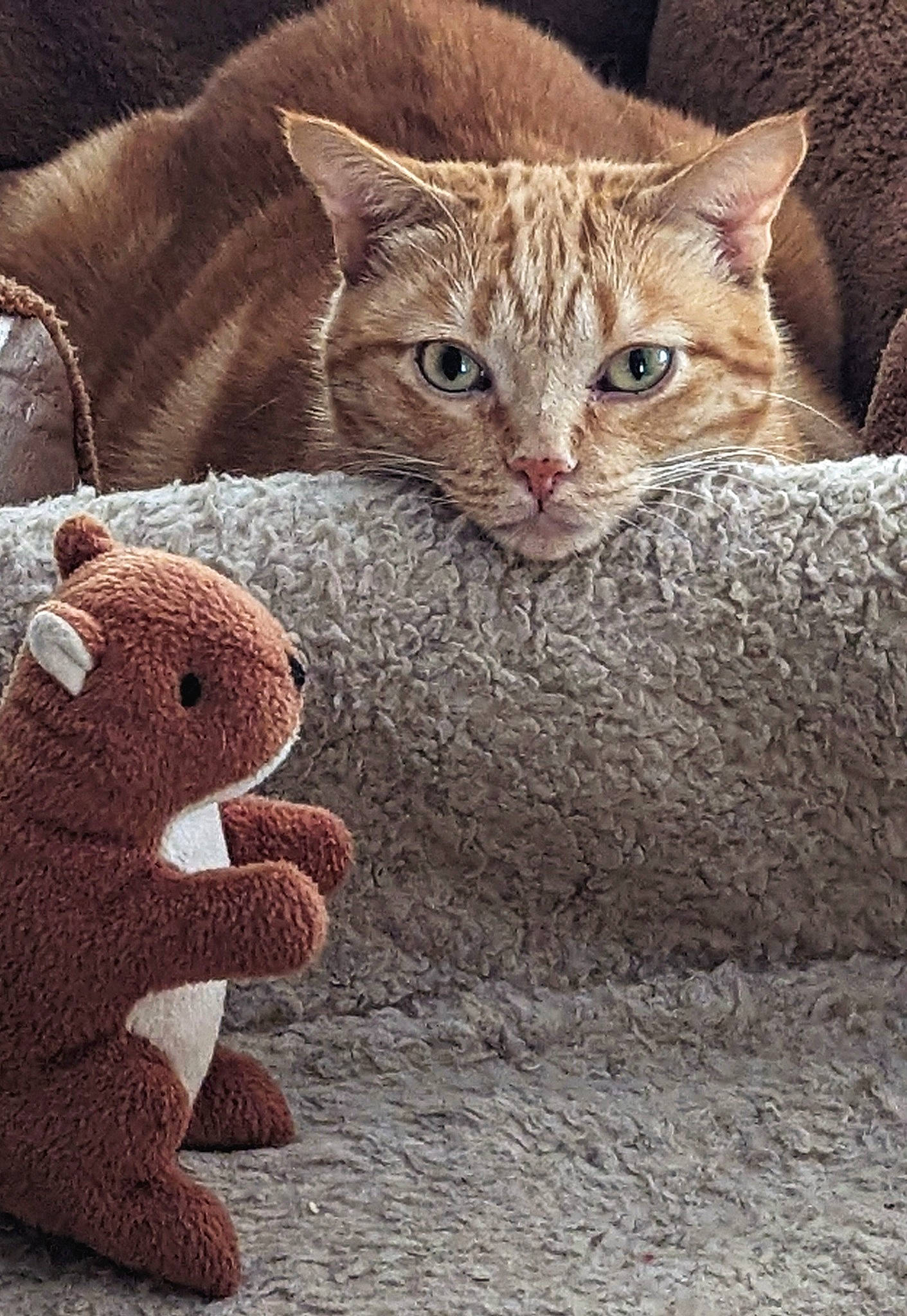 Lu Lu Larue joined the competition — help win amazing prizes! art, carnivore, cat, domestic_short_haired_cat, fawn, felidae, fur, gesture, hand, organism, paw, photo_caption, small_to_medium_sized_cats, snout, stuffed_toy, tail, terrestrial_animal, toy, whiskers, wood