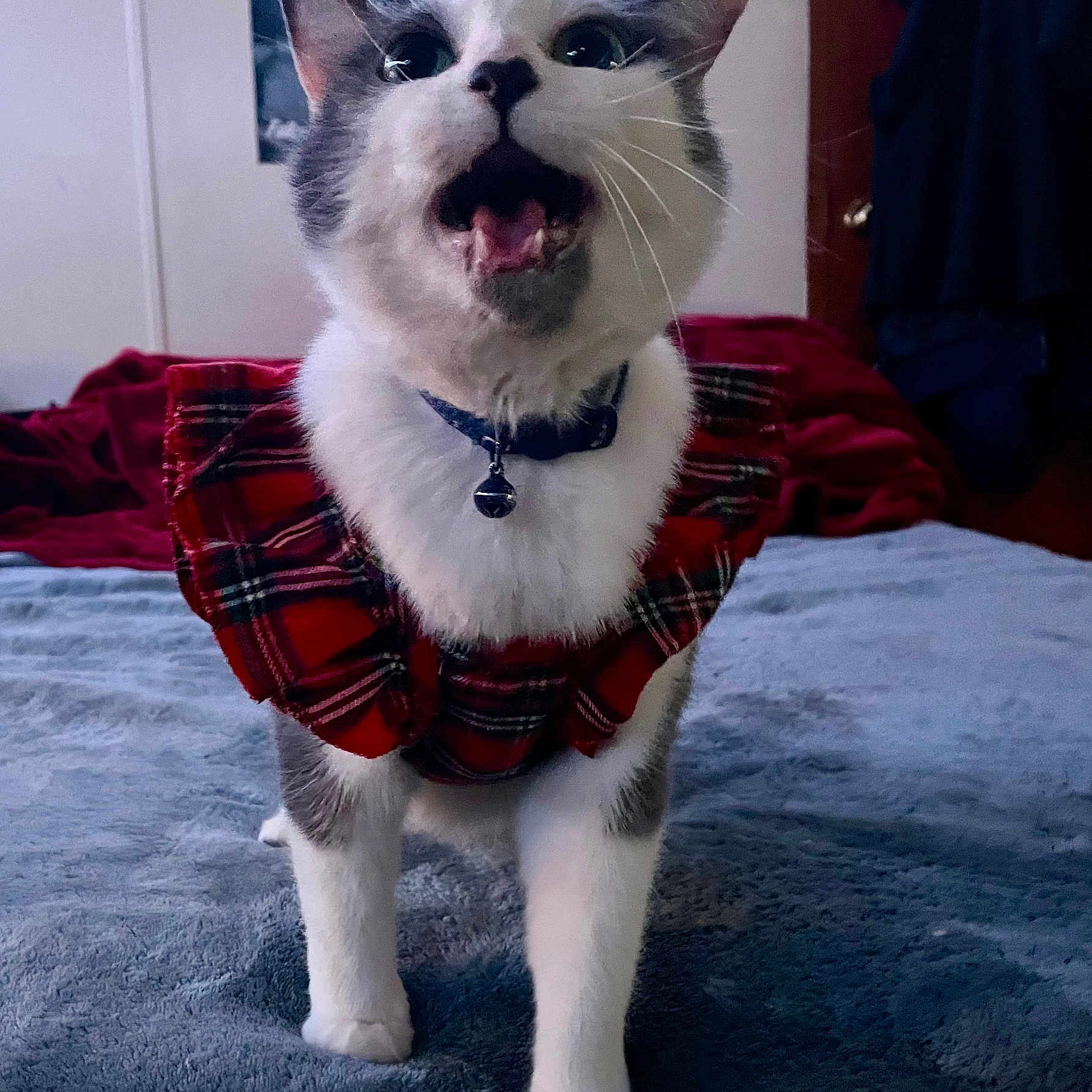 Ella is registered to the contest to win money with this photo: accessories, animal, blanket, bodypart, canine, cat, couch, dog, face, formalwear, furniture, head, husky, indoors, kitten, mouth, person, pet, tartan, tie