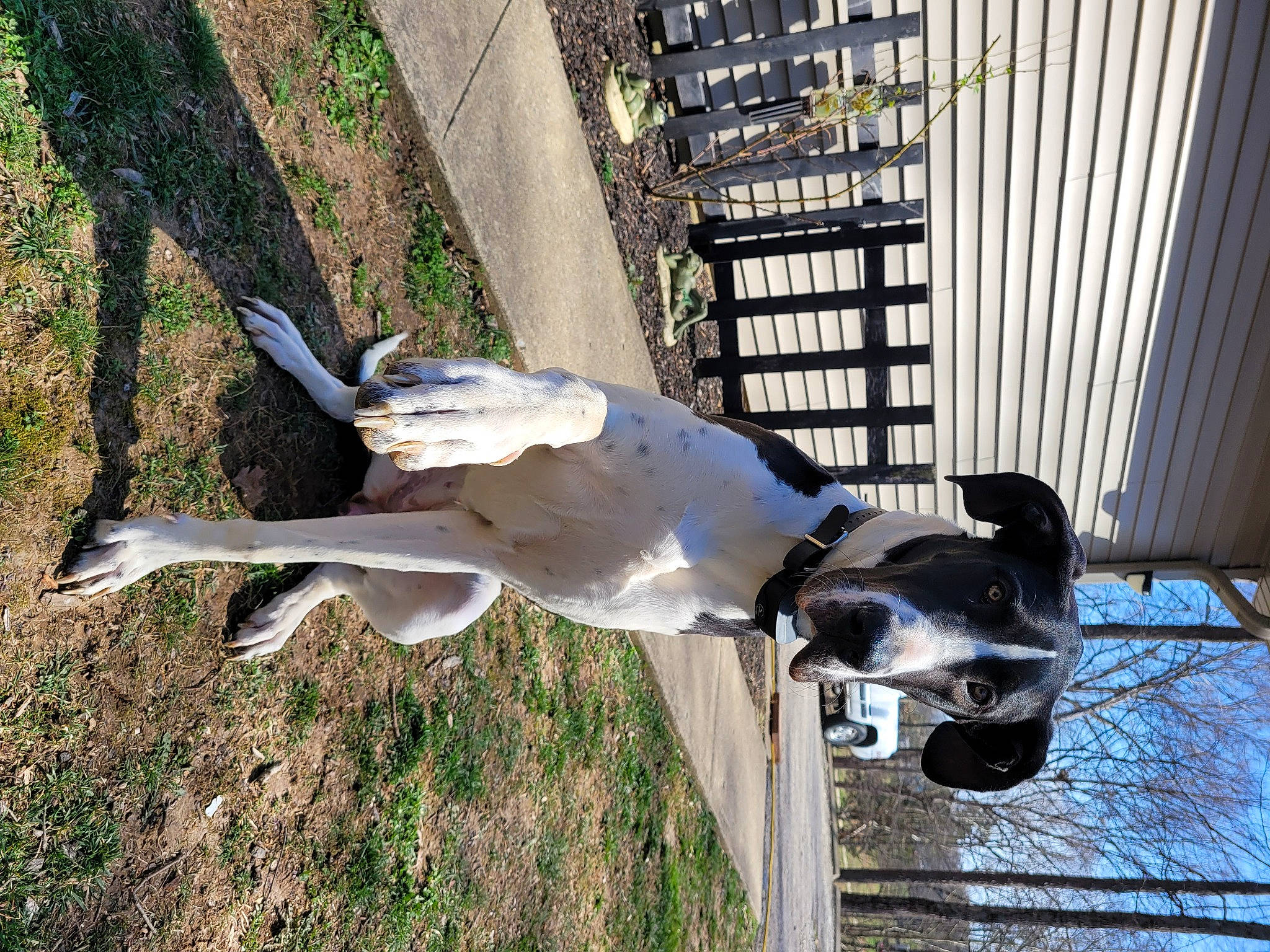 Cleopatra joined the competition — help win amazing prizes! canidae, carnivore, collar, dog, dog_breed, fawn, grass, natural_material, plant, sculpture, shadow, sporting_group, stallion, tail, tree, vertebrate, wood, working_animal