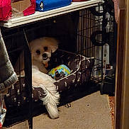 Georgie is registered to the contest to win money with this photo: animal, bag, bed, blanket, carpet, crate, dog, fluffy_dog, home, indoor, kennel, pet, portrait, resting, shelf, sitting, small_dog, storage, toy, white_dog