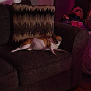 Roxi joined the competition — help win amazing prizes! dog, chihuahua, sofa, couch, indoor, pet, animal, relaxed, pillow, furniture, home, living_room, small_dog, brown_and_white, floor, door, fan, dim_lighting, cozy, resting