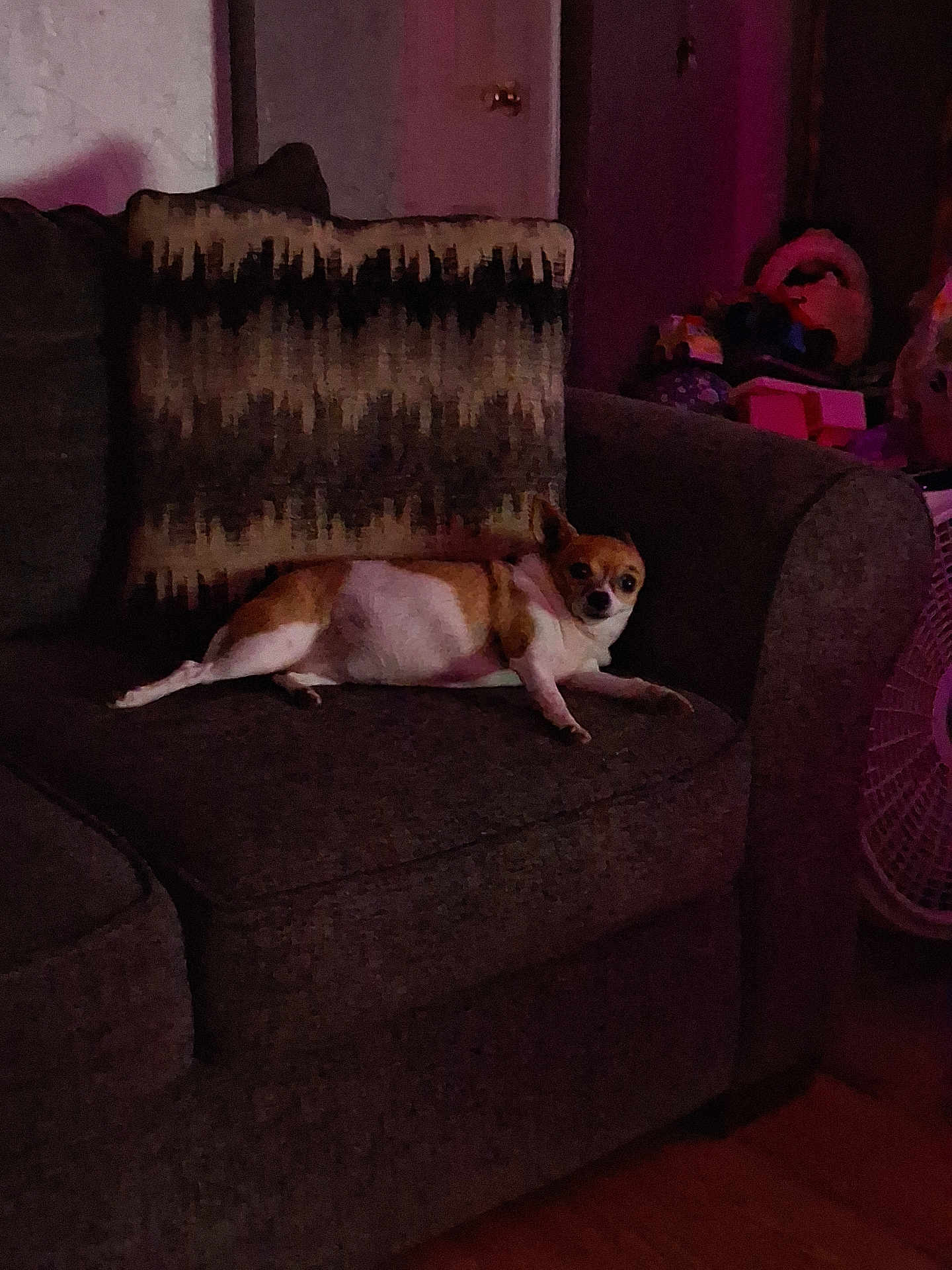 Roxi joined the competition — help win amazing prizes! dog, chihuahua, sofa, couch, indoor, pet, animal, relaxed, pillow, furniture, home, living_room, small_dog, brown_and_white, floor, door, fan, dim_lighting, cozy, resting