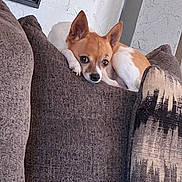 Roxi joined the competition — help win amazing prizes! dog, chihuahua, couch, brown_cushion, small_dog, indoor, pet, relaxed, fur, ears, looking, home, cozy, living_room, wall, textured_wall, pillow, resting, animal, cute