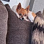 dog, chihuahua, couch, brown_cushion, small_dog, indoor, pet, relaxed, fur, ears, looking, home, cozy, living_room, wall, textured_wall, pillow, resting, animal, cute