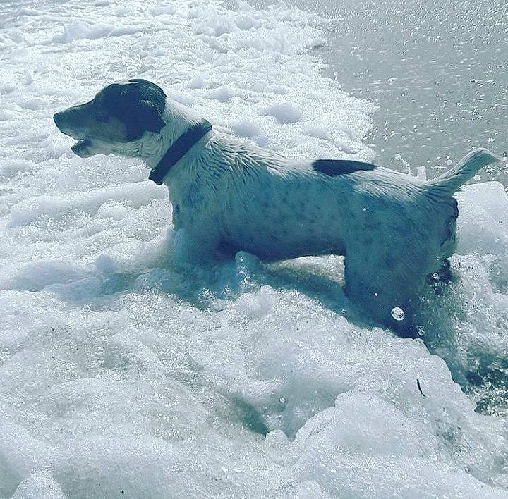 Looping participe au concours pour gagner de l'argent avec cette photo : arctic, canidae, carnivore, dog, dog_breed, freezing, hunting_dog, ice, pointer, snow, sporting_group, winter