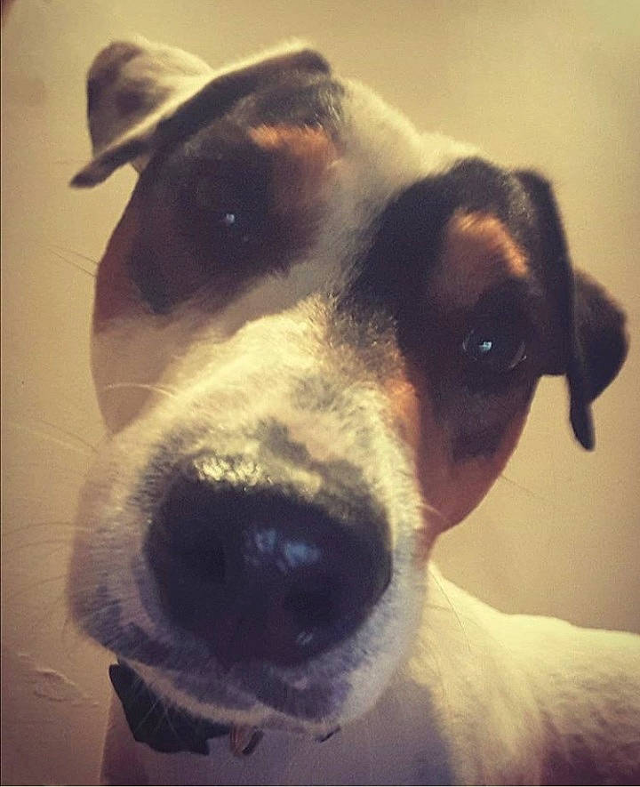 Looping a rejoint le concours — aidez-le/la à gagner de superbes lots ! brazilian_terrier, canidae, carnivore, chilean_fox_terrier, danish_swedish_farmdog, dog, dog_breed, ear, eye, fox_terrier, head, jack_russell_terrier, mammal, nose, ratonero_bodeguero_andaluz, russell_terrier, smooth_fox_terrier, snout, vertebrate, whiskers