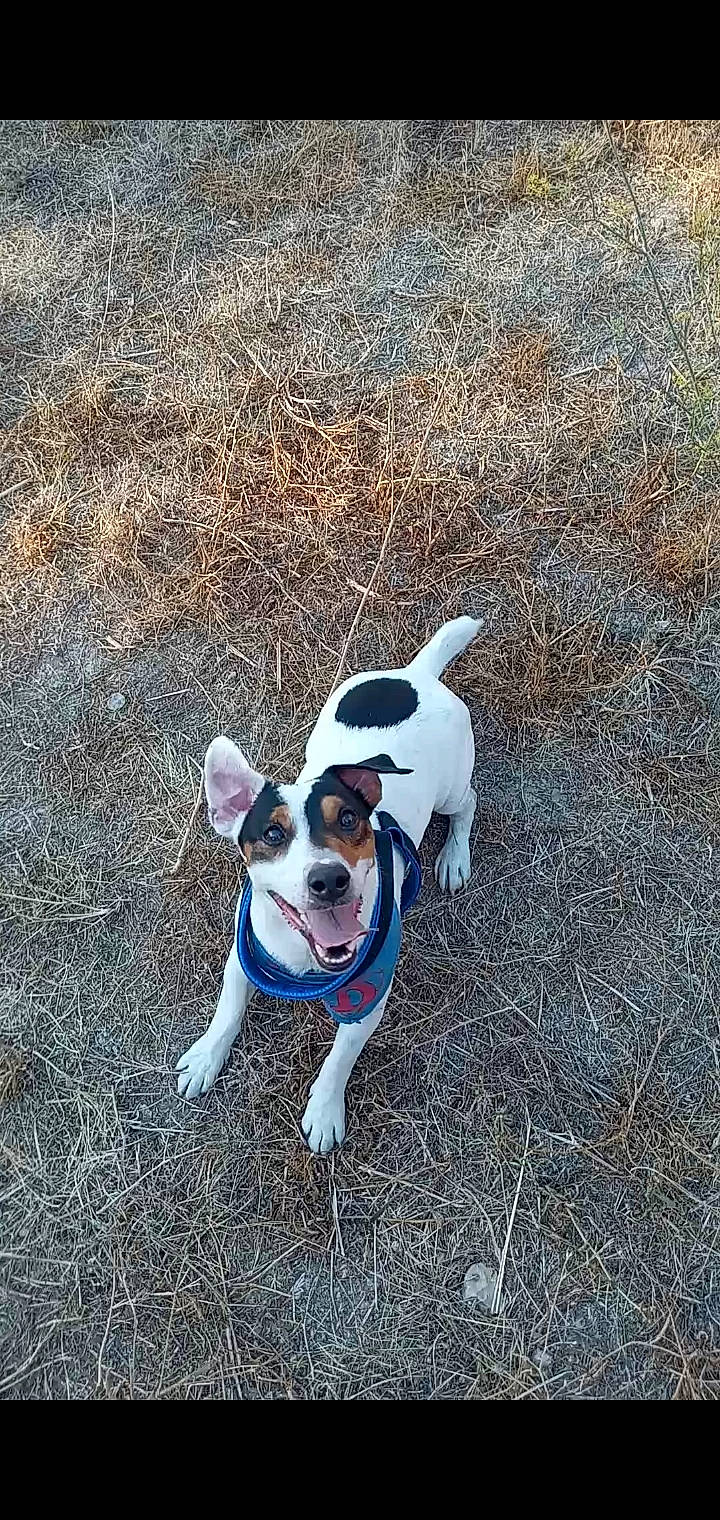 Looping participe au concours pour gagner de l'argent avec cette photo : adventure, brazilian_terrier, canidae, carnivore, danish_swedish_farmdog, dog, dog_breed, feist, jack_russell_terrier, mammal, miniature_fox_terrier, rat_terrier, ratonero_bodeguero_andaluz, tail, teddy_roosevelt_terrier, tenterfield_terrier, terrier, toy_fox_terrier, treeing_feist