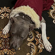 Empress is registered to the contest to win money with this photo: dog, pet, animal, indoor, carpet, patterned_rug, clothing, red_coat, fur_trim, relaxed, lying_down, brown, white_paws, floor, home, domestic_animal, cute, holiday, winter_wear, cozy