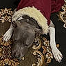 dog, pet, animal, indoor, carpet, patterned_rug, clothing, red_coat, fur_trim, relaxed, lying_down, brown, white_paws, floor, home, domestic_animal, cute, holiday, winter_wear, cozy