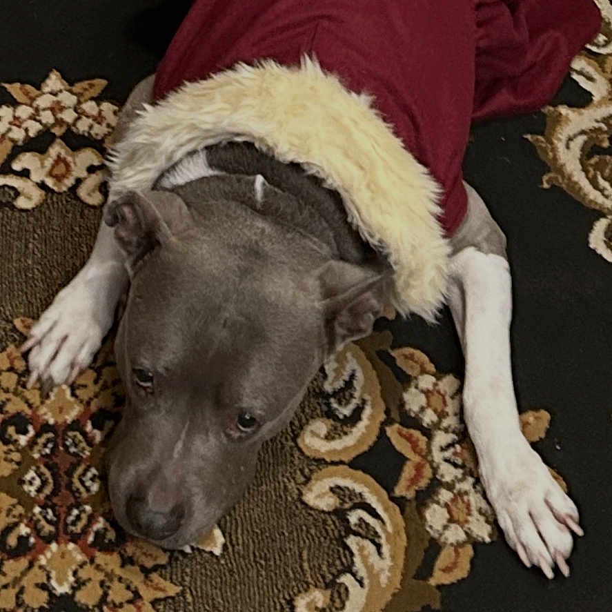 Empress is registered to the contest to win money with this photo: dog, pet, animal, indoor, carpet, patterned_rug, clothing, red_coat, fur_trim, relaxed, lying_down, brown, white_paws, floor, home, domestic_animal, cute, holiday, winter_wear, cozy