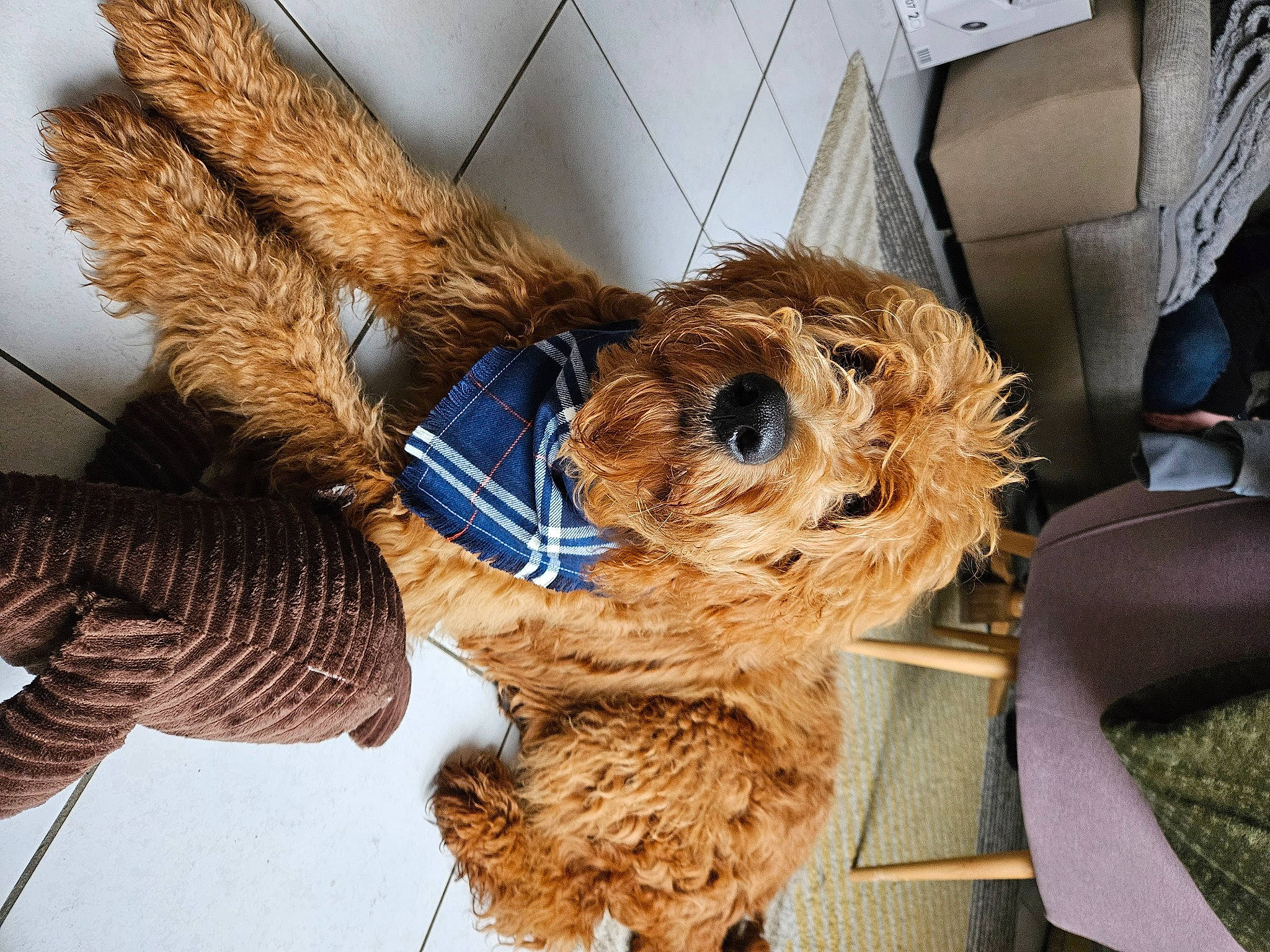Judy participe au concours pour gagner de l'argent avec cette photo : companion_dog, fawn, fur, hat, mammal, plush, sporting_group, stuffed_toy, tail, teddy_bear, terrier, toy, toy_dog, vertebrate, whiskers, wood, working_animal