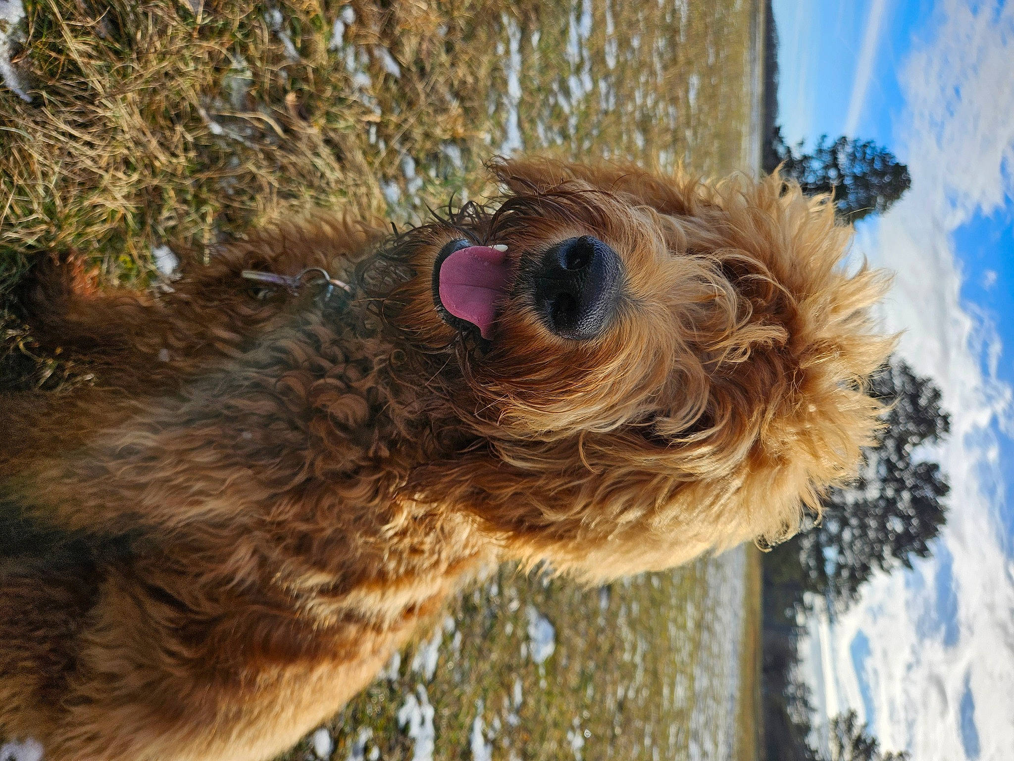 Judy a rejoint le concours — aidez-le/la à gagner de superbes lots ! airedale_terrier, canidae, carnivore, cloud, companion_dog, dog, dog_breed, fawn, fur, liver, sky, snout, sporting_group, terrier, tree, water, water_dog, whiskers, wood, working_animal