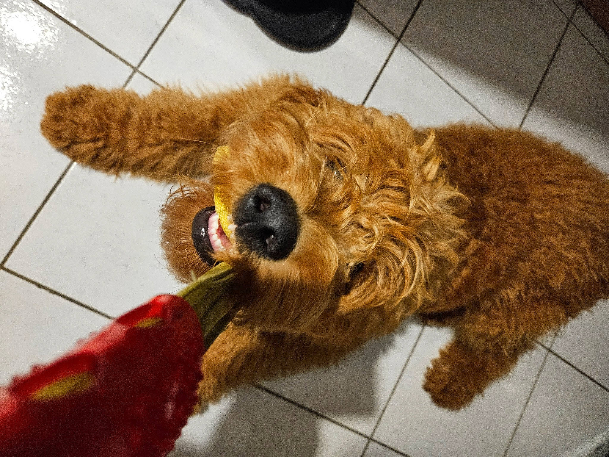 Judy a rejoint le concours — aidez-le/la à gagner de superbes lots ! canidae, carnivore, companion_dog, dog, dog_breed, dog_supply, fawn, flooring, fur, liver, pet_supply, small_terrier, snout, sporting_group, stuffed_toy, terrier, toy, toy_dog, welsh_terrier, working_animal