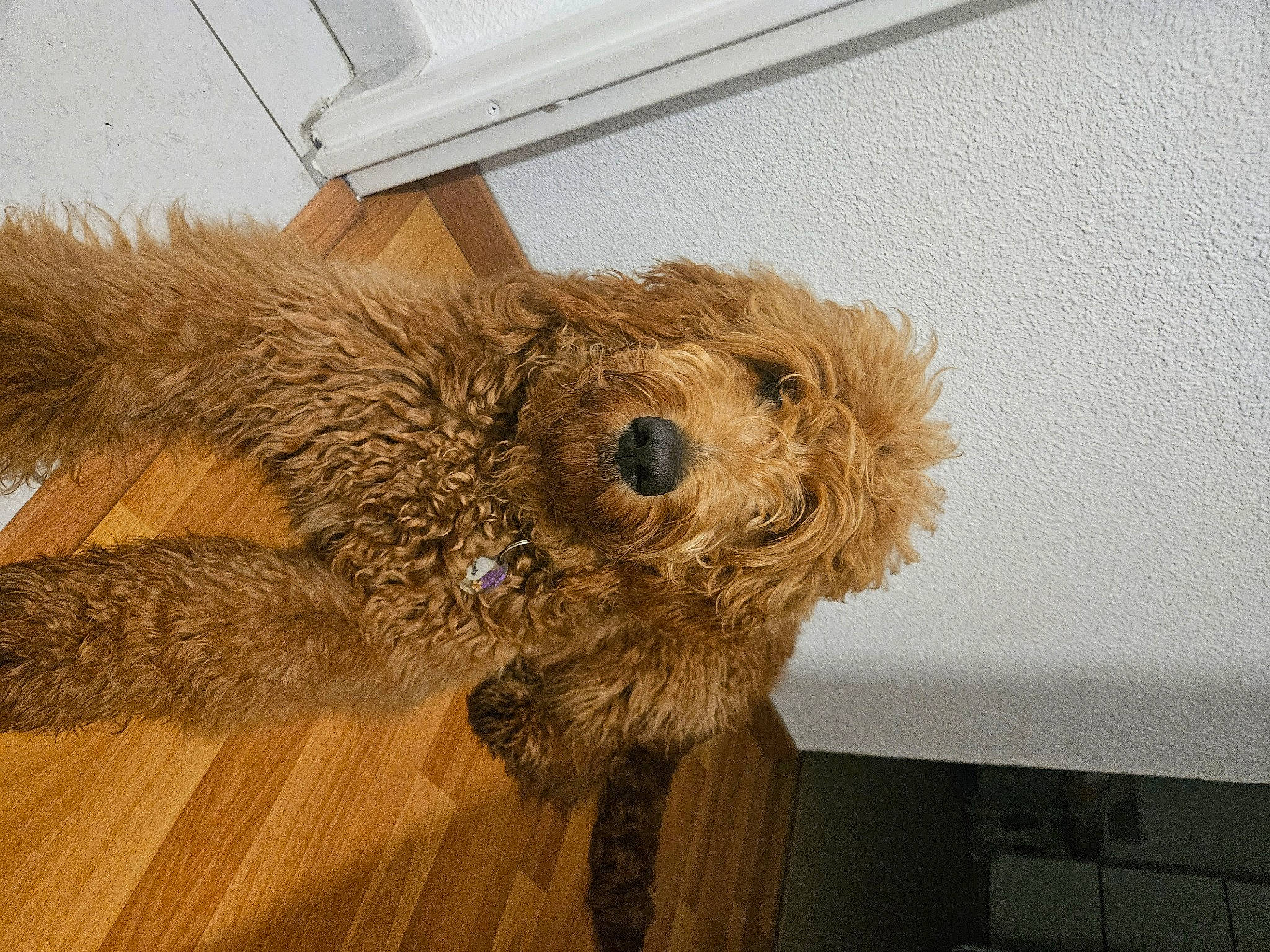 Judy a rejoint le concours — aidez-le/la à gagner de superbes lots ! canidae, carnivore, companion_dog, dog_breed, fawn, flooring, fur, hardwood, room, snout, sporting_group, stuffed_toy, tail, teddy_bear, terrestrial_animal, toy, toy_dog, wing, wood, working_animal