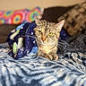 Baby Lucy joined the competition — help win amazing prizes! animal, bed, blanket, cat, colorful, comfort, cozy, domestic_cat, feline, fur, indoor, pet, relaxation, resting, soft_texture, sunlight, tabby_cat, tie_dye, whiskers, yellow_eyes