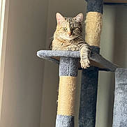 Baby Lucy joined the competition — help win amazing prizes! animal, beige, cat, cat_tree, claw_post, cute, domestic_cat, feline, fur, gray, indoor, leisure, looking_at_camera, paw, pet, relaxed, resting, scratching_post, tabby_cat, window_light