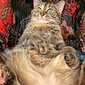 Baby Lucy is registered to the contest to win money with this photo: animal, cat, close_up, colorful, cozy, cute, domestic_cat, feline, funny_expression, fur, human_lap, indoor, patterned_clothing, pet, portrait, relaxed, sitting, tabby, whiskers, wide_eyes