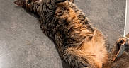 Baby Lucy is registered to the contest to win money with this photo: animal, cat, curious, cute, domestic, floor, fur, home, indoor, looking, lying_down, mammal, paws, pet, playful, relaxed, resting, tabby, tabby_cat, whiskers