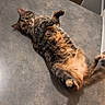 animal, cat, curious, cute, domestic, floor, fur, home, indoor, looking, lying_down, mammal, paws, pet, playful, relaxed, resting, tabby, tabby_cat, whiskers