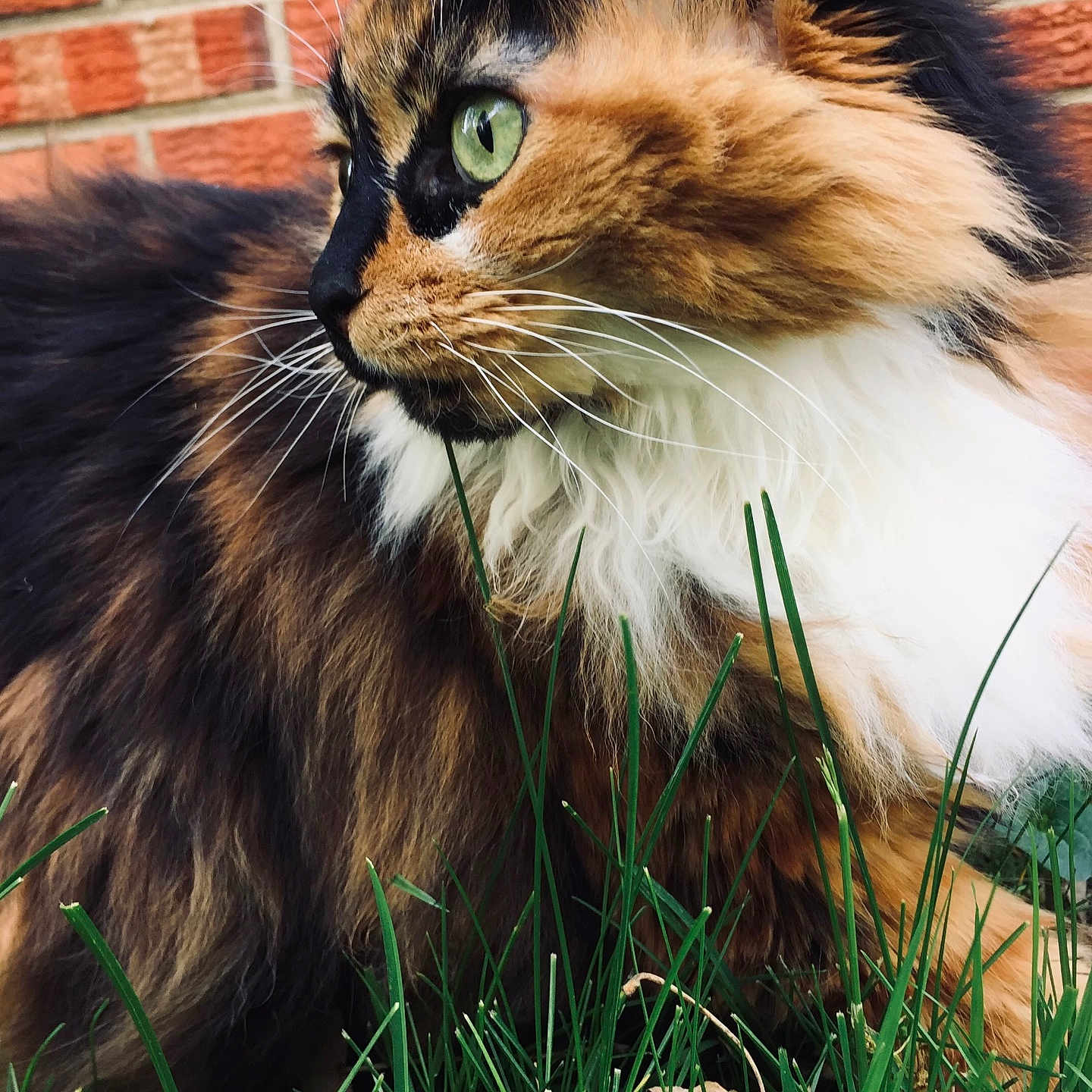 Cali is registered to the contest to win money with this photo: alert, animal, background_blur, brick_wall, cat, close_up, curious, domestic_animal, feline, fluffy_fur, fur_texture, grass, green_eyes, mammal, nature, outdoor, pet, portrait, side_profile, whiskers