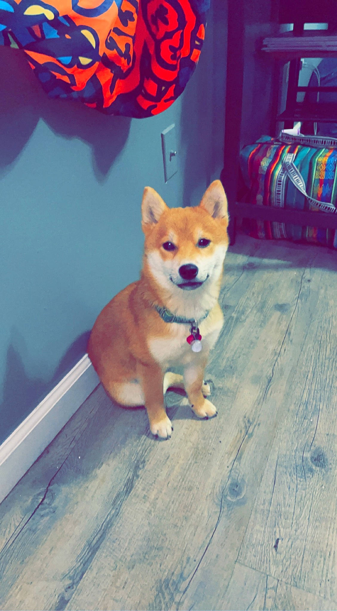 Tullip is registered to the contest to win money with this photo: ancient_dog_breeds, canidae, carnivore, companion_dog, dog, dog_breed, electric_blue, fawn, flooring, hardwood, non_sporting_group, paw, road_surface, snout, spitz, sporting_group, tail, wood, working_animal