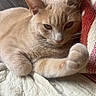 cat, beige_cat, pet, whiskers, paw, quilt, blanket, knitted_blanket, fur, indoor, resting, closeup, cute, animal, feline, relaxed, portrait, cozy, soft, nap