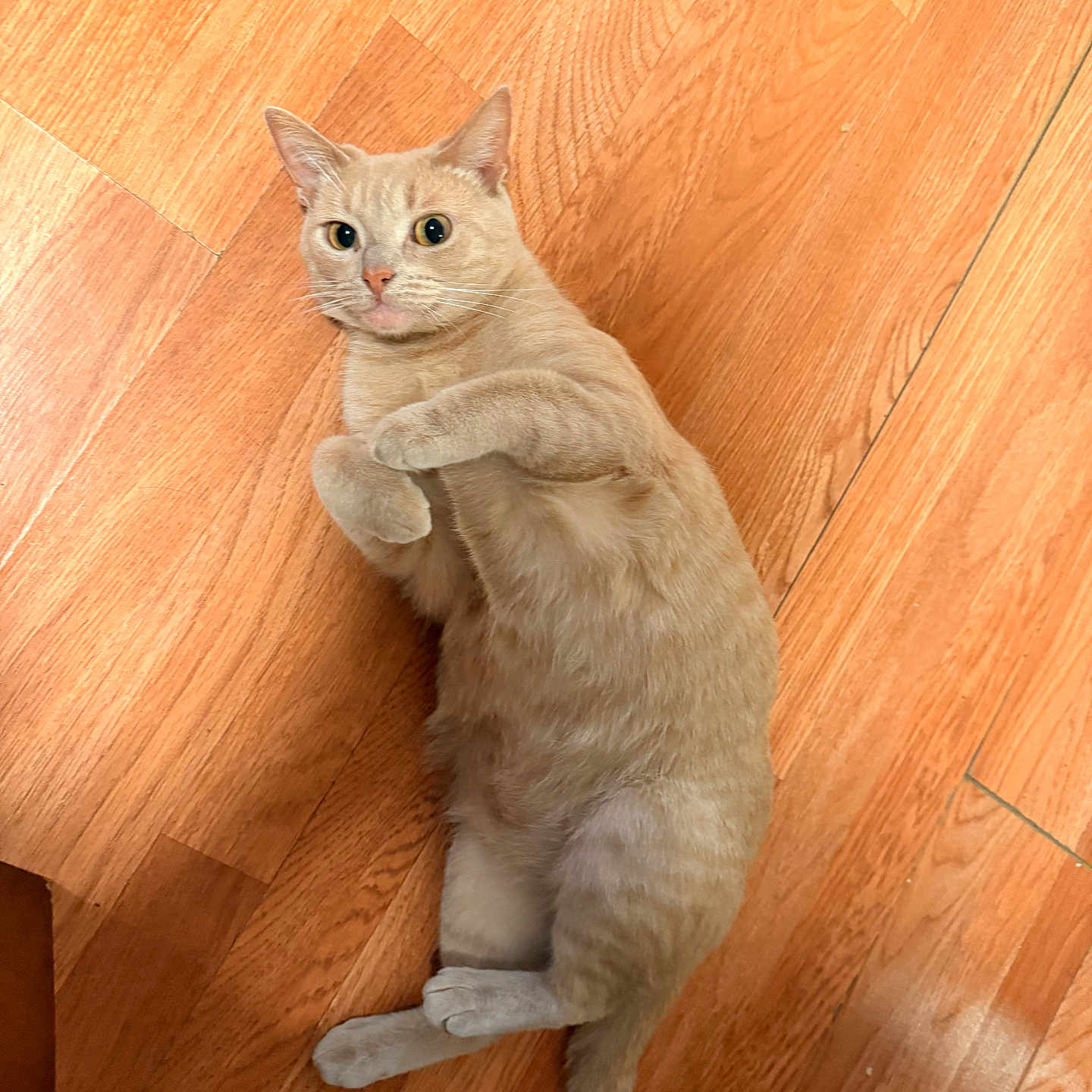 Roxxxy joined the competition — help win amazing prizes! cat, beige_cat, wooden_floor, pet, animal, playful, lying_down, curious, indoor, feline, cute, whiskers, ears, tail, paws, looking, portrait, domestic_animal, flooring, relaxed