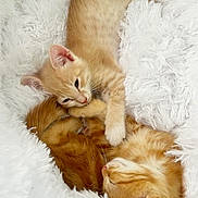 Balisto Et Belvita participe au concours pour gagner de l'argent avec cette photo : kitten, cat, orange_tabby, feline, pet, sleeping, snuggling, fluffy_blanket, white_blanket, cute, playful, paw, fur, animal, domestic_cat, resting, young_cat, adorable, cozy, soft