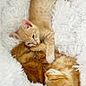 kitten, cat, orange_tabby, feline, pet, sleeping, snuggling, fluffy_blanket, white_blanket, cute, playful, paw, fur, animal, domestic_cat, resting, young_cat, adorable, cozy, soft