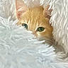 animal, cat, comfort, cozy, curious, cute, eyes, fluffy_blanket, fur, hidden, indoor, kitten, orange_cat, peeking, pet, resting, snuggly, soft_texture, warm, white_blanket