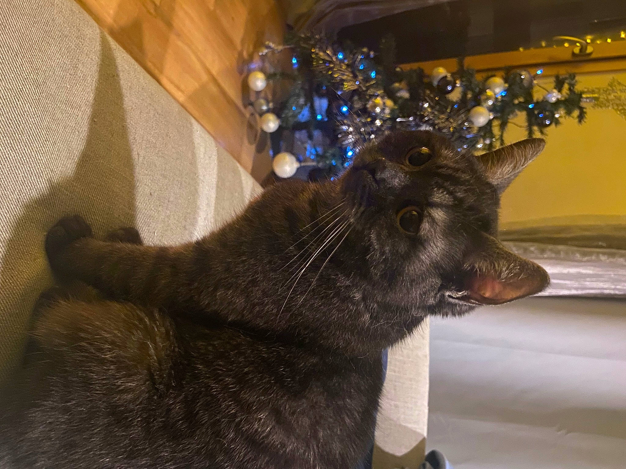 Pastelle participe au concours pour gagner de l'argent avec cette photo : black_cat, bombay, carnivore, cat, christmas, christmas_decoration, christmas_ornament, comfort, domestic_short_haired_cat, event, felidae, fur, grey, holiday, small_to_medium_sized_cats, snout, tail, tree, whiskers, window