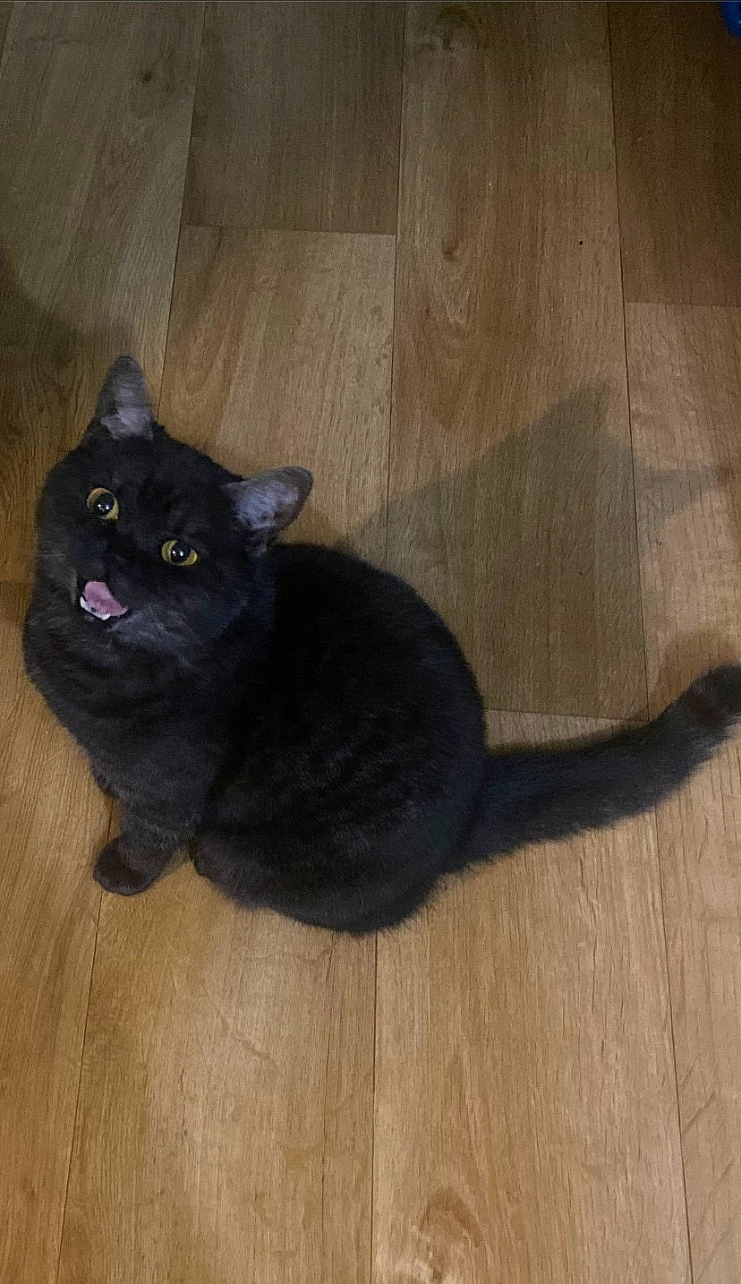 Pastelle participe au concours pour gagner de l'argent avec cette photo : black_cat, carnivore, cat, comfort, domestic_short_haired_cat, eye, fawn, felidae, flooring, fur, grey, hardwood, paw, small_to_medium_sized_cats, tail, terrestrial_animal, whiskers, wood, wood_flooring, wood_stain